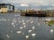 White swans in Corrib river, Galway city, by old fishing boats.Ireland