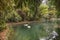 White swans in the dendrological park `Southern Cultures` in Sochi city, Russia