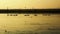 White swans in a drying lake at sunset