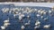 White swans and ducks swim peacefully in the ice-free lake.