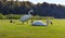 White swans eating grass with ducks in green summer park. Wild birds concept.