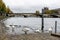 White swans at the embankment of Seine river near Pont du Carrousel bridge in central Paris