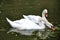 White swans floats in the pond of National Arboretum Sofiyivka in Ukraine