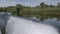 White swans flying through the Danube Delta