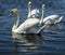 White swans gracefully floating on the blue surface of the lake