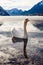 White swans on the Grundlsee lake. Styria stare of Austria, Europe. Winter landscape of Alps. Traveling concept background