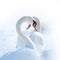 White swans with heart-shape necks on white background