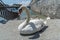 White swans on Lake