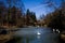 White swans on lake