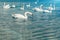 White swans in the lake eating bread