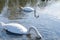 White swans on the lake feeding in clear water