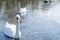 White swans on the lake feeding in clear water