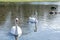 White swans on the lake feeding in clear water