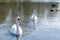 White swans on the lake feeding in clear water