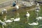 White swans in Lausanne, Switzerland in Ouchy port marina.