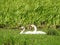 White swans in meadow