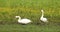 White swans in meadow