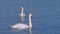 White swans in the Morning lake with clear beautiful landscape