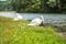 White swans near river and forest, scenic of Pang Oung lake, Mae Hong Son, Thailand. travel and vacation concept