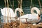 White Swans with Nest and Eggs