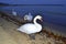 White swans at night beach