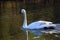 White swans in the northern hemisphere spend time in snowy locations