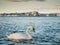 White swans in the ocean with Galway city, Ireland in the background. Stunning graceful birds living off the town