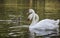 White swans pair