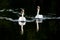 White swans pair synchronously swimming on lake