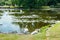 White swans in the park of Egeskov castle, Denmark