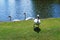 White swans in the park in Leeds Castle