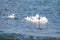 White swans peacefully gliding across a tranquil lake