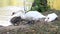 White swans on a pond, autumn, nature, scenic landscape