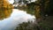 White swans on a pond, autumn, nature, scenic landscape