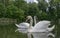 white swans on a pond on a clear day