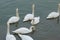 White swans in river at Belgrad, Serbia