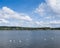 white swans in river seine somewhere between rouen and le havre