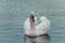 White swans. Romantic background. Beautiful swan.