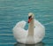 White swans. Romantic background. Beautiful swan.