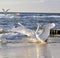 White swans at sea