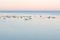 White swans by the sea in the evening light