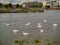 White swans and sea galls in a river Corrib Galway city. The Claddagh area