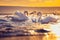 White swans in the sea,sunrise shot