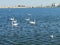 White swans at the seaside