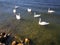 White swans at the seaside
