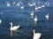 White swans at the seaside