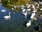 White swans at the seaside