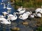 White swans at the seaside