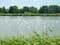 White swans in small lake, Lithuania