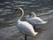 White swans standing in lake